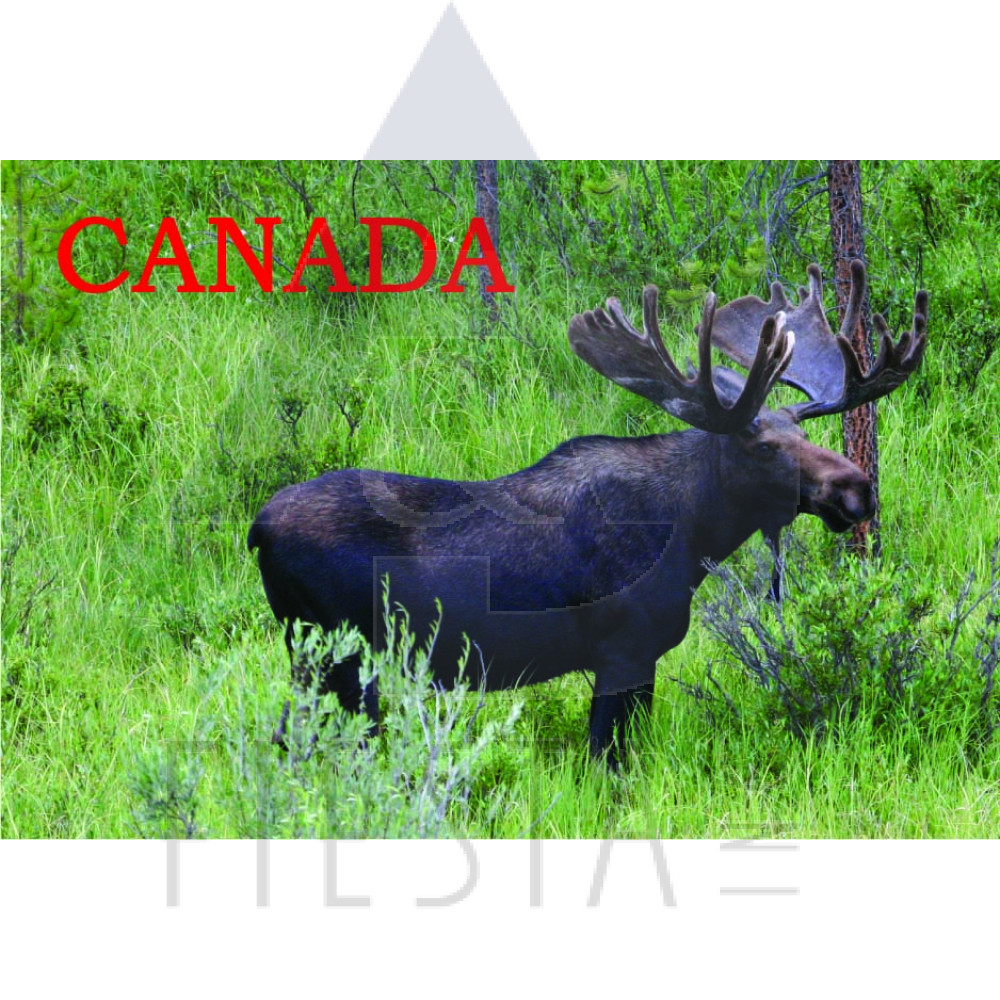 CANADA POSTCARD THE CANADIAN MOOSE 