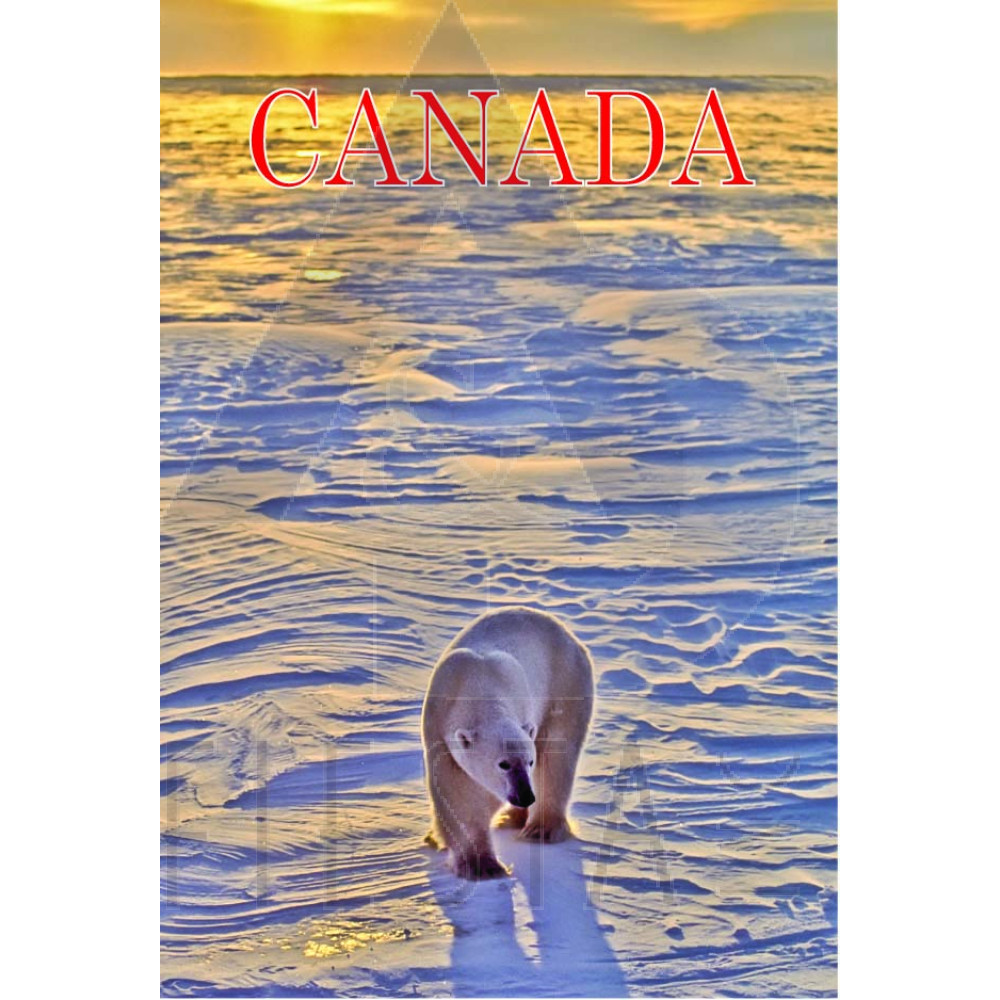 CANADA POST CARD POLAR BEAR 