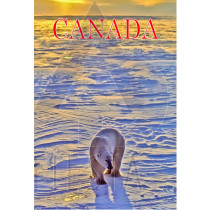 CANADA POSTCARD POLAR BEAR 